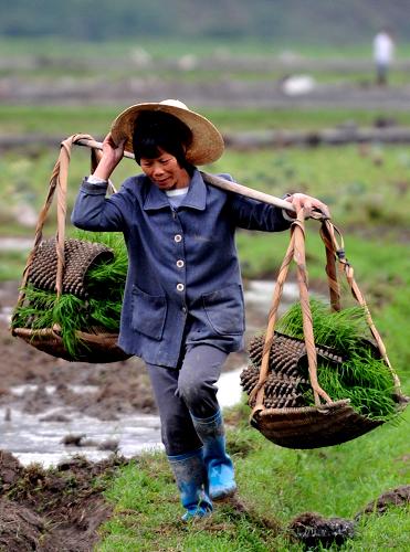 4月13日,廣西上林縣大豐鎮(zhèn)云莫莊一名農(nóng)婦在向田間挑運稻秧。新華社記者 張愛林 攝
