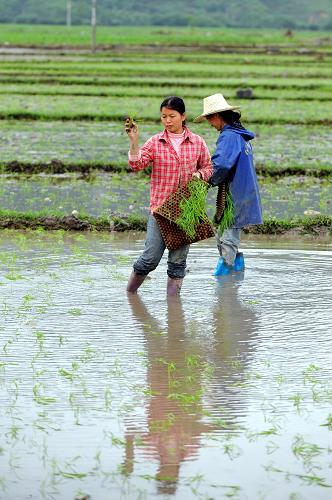 4月13日,廣西上林縣大豐鎮(zhèn)里丹村農(nóng)民在田間拋秧。新華社記者 張愛林 攝