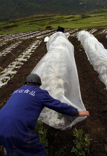 4月14日,甕安縣銀盞鄉(xiāng)太平村村民楊再洪正在給蔬菜覆膜。新華社記者 周之江 攝