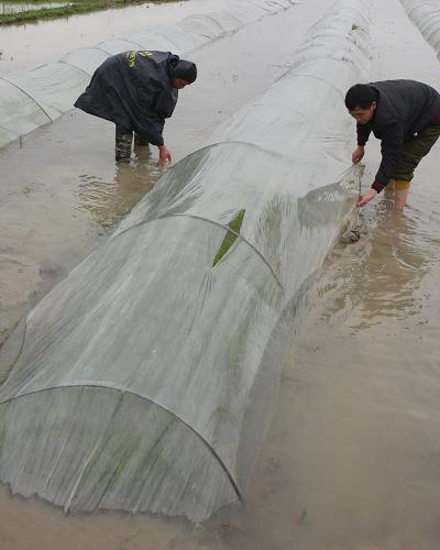 4月14日,在江西省分宜縣湖澤鎮(zhèn),人們在早稻秧苗田里排澇。新華社發(fā)(張文耀 攝)
