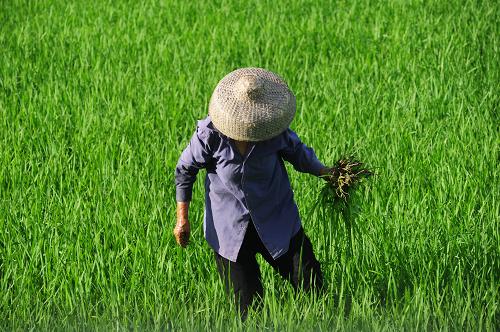 7月7日,瓊海市嘉積鎮(zhèn)的農(nóng)民在田間除草。新華社發(fā)(蒙鐘德 攝)