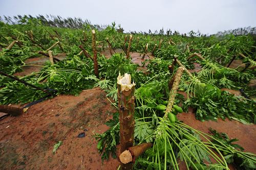 吳川市覃巴鎮(zhèn)對(duì)面坡村面積約為100畝的木瓜種植基地被毀(7月23日攝)。新華社記者 梁旭 攝