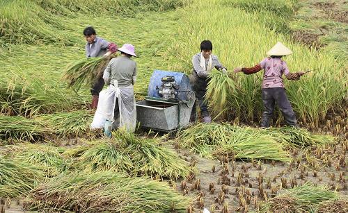 7月25日,廣西東蘭縣武篆鎮(zhèn)村民搶收倒伏的早稻。臺風(fēng)“燦都”帶來的強降雨過后,廣西東蘭縣群眾及時搶收受災(zāi)的農(nóng)作物,盡量降低農(nóng)業(yè)損失。新華社發(fā)(周恩革 攝)