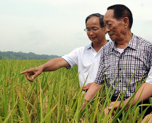 7月29日,袁隆平在考察寧明縣明江鎮(zhèn)洞廊村受災(zāi)超級稻的相關(guān)情況。今年第三號臺(tái)風(fēng)影響廣西,廣西寧明縣種植的5萬多畝超級稻受到一定程度的侵害。29日,中國工程院院士、“雜交水稻之父”袁隆平專程到廣西寧明縣明江鎮(zhèn)洞廊村超級雜交早稻豐產(chǎn)工程示范基地察看早稻受災(zāi)情況,對超級稻的生長及增產(chǎn)進(jìn)行調(diào)研。新華社記者 張愛林 攝