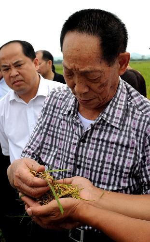 7月29日,袁隆平在察看寧明縣明江鎮(zhèn)洞廊村超級雜交早稻稻谷飽滿度。新華社記者 張愛林 攝
