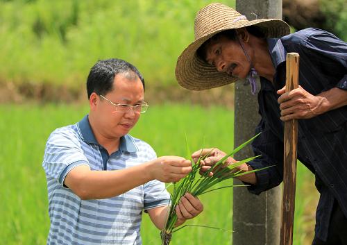 8月25日,廣西融安縣的農(nóng)業(yè)技術(shù)人員(左)在大良鎮(zhèn)大良村大安屯為群眾講解南方水稻黑條矮縮病的特點(diǎn)和防治方法。新華社發(fā)(譚凱興 攝)