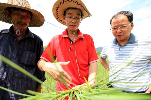 8月25日,廣西融安縣的農(nóng)業(yè)技術(shù)人員(中)在大良鎮(zhèn)大良村大安屯為群眾講解南方水稻黑條矮縮病的特點(diǎn)和防治方法。新華社發(fā)(譚凱興 攝)