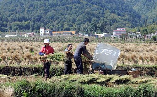 10月21日,云南尋甸回族彝族自治縣襄陽村農(nóng)民在田里打稻谷。針對小春糧食因旱減產(chǎn)的嚴峻形勢,云南省委、省政府超前謀劃,采取擴大晚秋播作物播種面積、積極調(diào)整種植結構、強化中低產(chǎn)田地改造、狠抓大春農(nóng)業(yè)科技、努力提高大春糧食單產(chǎn)等舉措,力保糧食生產(chǎn)不減產(chǎn)。目前云南省大春糧食作物長勢喜人,大春收獲面積已達60%以上。預計全省大春播種面積比去年增加100多萬畝,產(chǎn)量將增加100多萬噸,有望實現(xiàn)上半年大旱之后“小春損失大春補”。新華社記者 楊宗友 攝