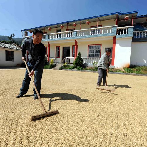 10月21日,云南尋甸回族彝族自治縣團結村農(nóng)民湯炳祥與妻子在自己的院子里曬稻谷。新華社記者 楊宗友 攝