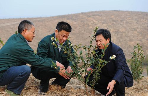 安徽大別山科技開發(fā)公司技術(shù)人員在油茶基地查看油茶樹生長情況(11月3日攝)。地處大別山區(qū)的安徽省金寨縣,近年來在農(nóng)業(yè)綜合開發(fā)中創(chuàng)新開發(fā)模式,堅持土地治理與產(chǎn)業(yè)化經(jīng)營,采取“公司+專業(yè)合作社+基地+農(nóng)戶”模式,積極開展土地流轉(zhuǎn),規(guī)模集約開發(fā),因地制宜大力發(fā)展油茶產(chǎn)業(yè)。目前,僅該縣安徽大別山科技開發(fā)公司一家已帶動農(nóng)民5000戶,種植油茶2.5萬畝,每畝年均增收2000多元。大別山區(qū)昔日的荒山、荒坡變成了如今的“金山”、“銀山”,油茶產(chǎn)業(yè)正成為該縣新的經(jīng)濟(jì)增長點。新華社記者 李健 攝