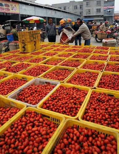 11月18日,菜農(nóng)們在廣西百色市田陽縣百育鎮(zhèn)蔬菜批發(fā)市場里銷售西紅柿。近期,針對部分城市出現(xiàn)蔬菜價(jià)格上漲的情況,在我國冬季南菜北運(yùn)的主要生產(chǎn)基地之一廣西百色市田陽縣,菜農(nóng)及時采摘西葫蘆、西紅柿等蔬菜上市,滿足北方市場需求。新華社發(fā)(莫有合 攝)