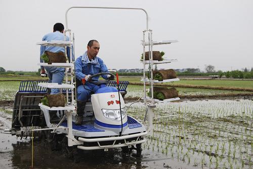 4月21日,來自日本一家農(nóng)機(jī)公司的技術(shù)人員在浙江余姚田間當(dāng)起“農(nóng)機(jī)保姆”,為當(dāng)?shù)剞r(nóng)戶示范使用插秧機(jī)。眼下正值春播早稻時節(jié),在浙江余姚,一些擁有農(nóng)用機(jī)械的農(nóng)戶或親自上陣或邀請技術(shù)人員下田成為“農(nóng)機(jī)保姆”,為鄉(xiāng)親們提供育苗、插秧等春播一條龍機(jī)械化服務(wù),助力當(dāng)?shù)卮翰?。新華社發(fā)(張輝 攝)