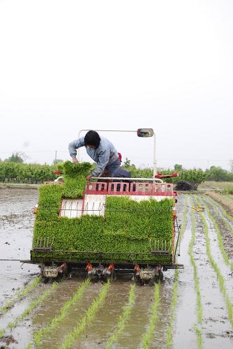4月21日,“農(nóng)機(jī)保姆”在浙江余姚黃家埠鎮(zhèn)田間進(jìn)行機(jī)械插秧。新華社發(fā)(張輝 攝)