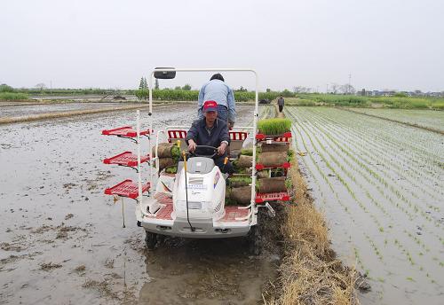 4月21日,“農(nóng)機(jī)保姆”在浙江余姚黃家埠鎮(zhèn)田間進(jìn)行機(jī)械插秧。新華社發(fā)(張輝 攝)