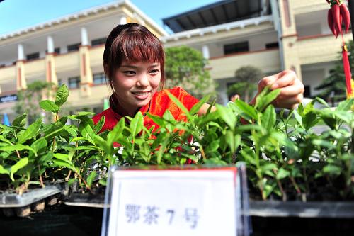 7月3日,在湖北宜昌市夷陵經(jīng)濟(jì)開發(fā)區(qū)茶業(yè)高新科技工業(yè)園,工作人員在觀看培育的鄂茶7號(hào)茶樹苗。當(dāng)日,湖北宜昌市夷陵經(jīng)濟(jì)開發(fā)區(qū)茶業(yè)高新科技工業(yè)園首期項(xiàng)目建成正式投產(chǎn)。在100多米長(zhǎng)的茶產(chǎn)品展示區(qū),百余種系列綠茶及茶食品、茶飲品、茶日化用品、茶日用品等茶葉精深加工產(chǎn)品展出。據(jù)悉,湖北夷陵經(jīng)濟(jì)開發(fā)區(qū)茶業(yè)高新科技工業(yè)園于2009年動(dòng)工興建,占地1000畝,總投資15億元,建設(shè)期為12年,分三期建設(shè)。其中一期占地131畝,投資6億元,項(xiàng)目包括全自動(dòng)綠茶潔凈化生產(chǎn)線和茶葉品質(zhì)管理中心、茶產(chǎn)品營銷中心,以及茶食品、茶飲料、茶微粉、茶包裝等產(chǎn)品加工廠等。新華社發(fā)(張國榮 攝)