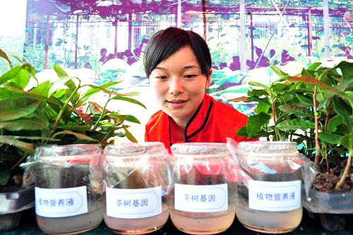 7月3日,在湖北宜昌市夷陵經(jīng)濟(jì)開發(fā)區(qū)茶業(yè)高新科技工業(yè)園,工作人員在觀看培育的茶樹基因。新華社發(fā)(張國榮 攝)