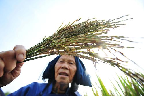 11月30日,在廣西南寧市那洪街道辦羅村,73歲的陸秀華老人手捧一把只有稻殼的稻穗。新華社記者 黃孝邦 攝
