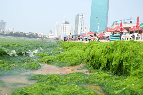 山東省青島市第六海水浴場(chǎng)岸邊被大片滸苔覆蓋(7月12日攝)。新華社發(fā)(黃杰顯 攝)