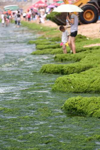 山東省青島市第六海水浴場(chǎng)岸邊被大片滸苔覆蓋(7月12日攝)。新華社發(fā)(黃杰顯 攝)
