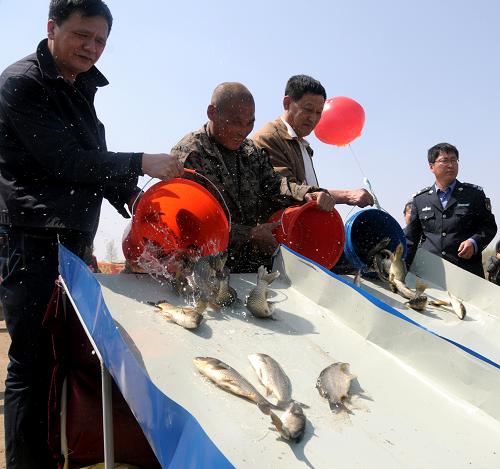 5月8日,群眾在吉林長(zhǎng)春德惠市向第二松花江內(nèi)放流魚苗。當(dāng)日,吉林省開展“2013年吉林省水生生物資源養(yǎng)護(hù)行動(dòng)計(jì)劃增殖放流活動(dòng)”。全省6個(gè)地區(qū)共設(shè)有9個(gè)放流場(chǎng)所。這次集中放流活動(dòng)共向江河、湖庫(kù)放流鰱、鳙、鯉、鯽、魴、草魚等魚種3000萬尾。增殖放流活動(dòng)后,各地將組織開展護(hù)漁和漁政執(zhí)法行動(dòng)。新華社記者 齊海山 攝