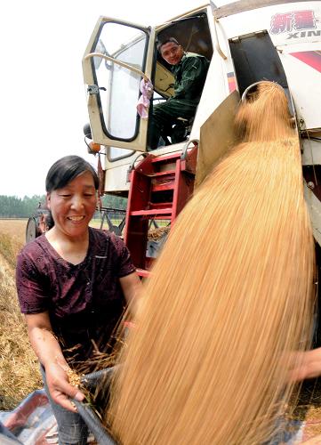 河南省沁陽市西向鎮(zhèn)常樂村一位村民在收割機前用口袋裝小麥(6月11日攝)。我國第一產糧大省、素有“中國糧倉”之稱的河南省再傳豐收捷報。經國家統(tǒng)計局核準,今年河南省夏糧總產量達到618.14億斤,較上年增加5.14億斤,增長0.8%;平均畝產776.6斤,較上年增長0.5%。夏糧總產量為連續(xù)8年增產,連續(xù)7年創(chuàng)歷史新高。新華社記者 王頌 攝