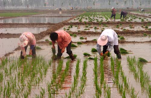6月25日,高青縣趙店鎮(zhèn)農(nóng)民在采秧。連日來,靠近黃河、水澆條件便利的山東高青縣農(nóng)民,抓住黃河進行的第十次調(diào)水調(diào)沙有利時機,搶抓農(nóng)時,施肥、犁田、插秧,到處呈現(xiàn)出一派繁忙的景象。新華社記者 范長國 攝