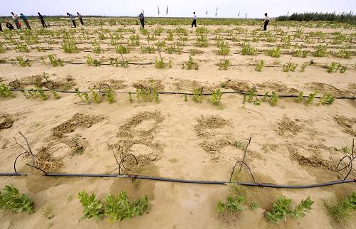 7月7日,策勒縣治沙前沿的高效節(jié)水生態(tài)園里節(jié)水滴灌下的紅棗樹苗和蠶豆苗長勢良好,蠶豆苗不僅可以收獲蠶豆,還為紅棗樹苗擋住風(fēng)沙,保持濕度。在新疆策勒縣治沙前沿的3號風(fēng)口,連綿的沙包已經(jīng)被削平,一條條黑色的滴灌管道在沙漠中延伸,綠油油的紅棗樹苗和蠶豆苗依傍著滴灌管道。地處塔克拉瑪干沙漠南部邊緣的策勒縣,歷史上曾因強(qiáng)風(fēng)沙的步步緊逼而三次搬遷縣城,多少年來,該縣投入大量的人力財力防風(fēng)治沙,讓策勒綠洲向沙漠推進(jìn)了約5公里。2010年,天津市在新一輪援疆中,將2008年建設(shè)的3000畝水土保持示范工程——滴水灌溉項目,規(guī)劃投資1986萬元,擴(kuò)大建設(shè)為1萬畝高效節(jié)水生態(tài)園,目前這一水土保持示范工程正向沙漠深處延伸。新華社記者 沈橋 攝