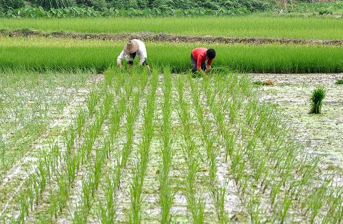 7月13日,江西省婺源縣太白鎮(zhèn)的農(nóng)民在栽種晚稻秧苗。近日,隨著洪水退去,江西省婺源縣全力組織當(dāng)?shù)剞r(nóng)民進(jìn)行災(zāi)后生產(chǎn)自救,擴(kuò)大晚稻播種面積,減少災(zāi)害損失。新華社發(fā)(胡敦煌 攝)