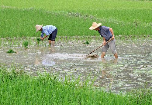 7月13日,江西省婺源縣太白鎮(zhèn)的農(nóng)民在栽種晚稻秧苗。近日,隨著洪水退去,江西省婺源縣全力組織當(dāng)?shù)剞r(nóng)民進(jìn)行災(zāi)后生產(chǎn)自救,擴(kuò)大晚稻播種面積,減少災(zāi)害損失。新華社發(fā)(胡敦煌 攝)