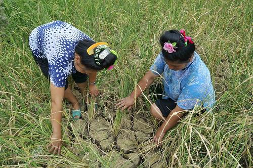 8月22日,在貴州省凱里市三棵樹鎮(zhèn)賞郎村下寨,兩名苗族婦女在干枯的稻田里查看稻子。受晴熱高溫少雨天氣影響,貴州部分地區(qū)發(fā)生不同程度旱情,其中貴州省東部、東南部地區(qū)受旱較為嚴(yán)重。截至目前,已有63.02萬人、24.86萬頭大牲畜飲水受到不同程度影響。新華社發(fā)(陳沛亮 攝)