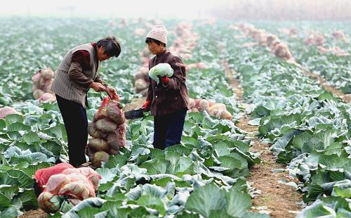 11月1日,山東濰坊安丘市的一處蔬菜種植基地的菜農(nóng)正在收獲甘藍。當(dāng)日,山東濰坊安丘市一食品公司將經(jīng)檢測合格的圓蔥、青椒、甘藍、胡蘿卜等蔬菜裝車,全程使用保溫車并采取冷鏈運輸?shù)姆绞?,發(fā)往廣州,直供亞運會。新華社發(fā)(孫樹寶 攝)