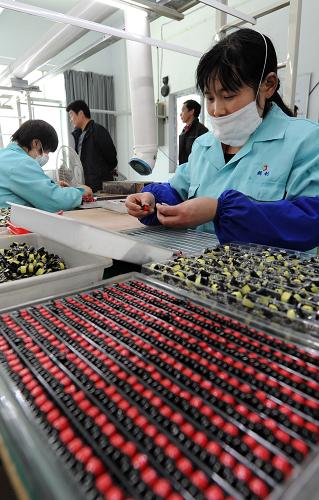 4月11日,工人在微型企業(yè)孵化園的一家電子生產(chǎn)企業(yè)里工作,這家企業(yè)絕大部分工人是三峽庫區(qū)移民。重慶市萬州區(qū)在2011年將發(fā)展3000家微型企業(yè),這些微型企業(yè)將解決上萬名三峽庫區(qū)移民的就業(yè)問題。重慶市萬州區(qū)工商分局首創(chuàng)“微型企業(yè)+產(chǎn)業(yè)轉(zhuǎn)移+職業(yè)培訓(xùn)+創(chuàng)業(yè)就業(yè)”的發(fā)展模式,提高企業(yè)創(chuàng)辦初期的存活率,促進(jìn)第三產(chǎn)業(yè)協(xié)調(diào)穩(wěn)健發(fā)展。新華社記者 陳誠 攝