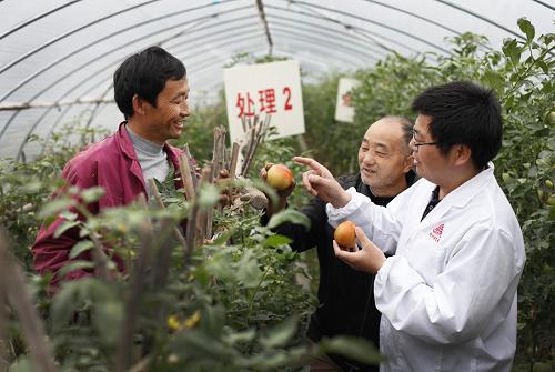 5月24日,在寧國市西津大村農(nóng)民蔬菜合作社大棚試驗(yàn)田里,技術(shù)人員向農(nóng)民講授科學(xué)施肥的技術(shù)。安徽第一家測土配方施肥研究基地、中國農(nóng)業(yè)大學(xué)——司爾特公司測土配方施肥研究基地日前在安徽省寧國市成立。據(jù)悉,這個基地將以安徽、江西、湖南等長江中下游地區(qū)600多萬畝耕地為依托,通過校企合作,全面深入地推廣測土配方施肥、降低農(nóng)業(yè)生產(chǎn)成本、保證糧食穩(wěn)產(chǎn)增產(chǎn)等技術(shù)。新華社發(fā)(李曉紅 攝)