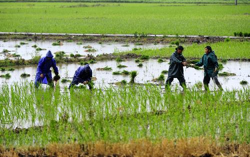 5月31日,湖北省監(jiān)利縣白螺鎮(zhèn)的農(nóng)民在水田里冒雨插秧。當(dāng)日,湖北省大部分地區(qū)普降甘霖,讓久渴無雨的干旱地區(qū)旱情得到一定程度緩解。新華社記者 郝同前 攝