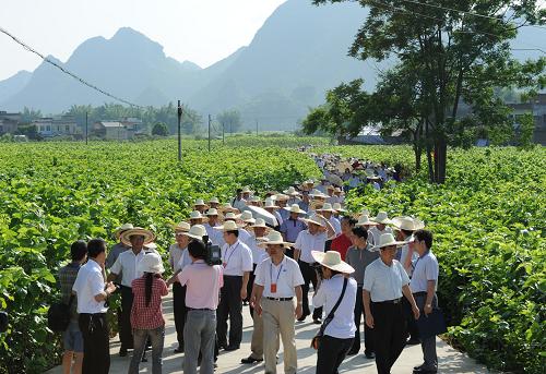 7月5日,參加廣西現(xiàn)代蠶業(yè)會議的代表在宜州養(yǎng)蠶專業(yè)村——永定村的桑園參觀。 近年來,廣西出臺相關(guān)政策和提供資金,助推宜州市桑蠶絲綢產(chǎn)業(yè)循環(huán)經(jīng)濟示范區(qū)建設(shè)。據(jù)廣西現(xiàn)代蠶業(yè)工作會議發(fā)布的數(shù)據(jù),廣西宜州市今年上半年全市農(nóng)民種桑養(yǎng)蠶總面積超過30萬畝,飼養(yǎng)蠶種81萬張,產(chǎn)鮮繭3.1萬噸,養(yǎng)蠶總收入達12.4億元,養(yǎng)蠶收入同比增長34.7%。新華社發(fā)(喻湘泉 攝)