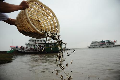 7月12日,漁政工作人員在江西永修縣吳城鎮(zhèn)向鄱陽湖投放魚苗。當(dāng)日,農(nóng)業(yè)部與江西、湖北、湖南、安徽、江蘇五省聯(lián)合啟動(dòng)長(zhǎng)江中下游漁業(yè)資源修復(fù)活動(dòng)。共設(shè)置101個(gè)放流點(diǎn),放流青、草、鰱、鳙等重要經(jīng)濟(jì)魚類約13億尾,種植水草13.5萬畝,底播貝類2100萬粒。今年春夏之際的特大干旱造成長(zhǎng)江中下游天然水生生物資源、水域生態(tài)環(huán)境遭受嚴(yán)重破壞。為修復(fù)受損漁業(yè)資源和水生生態(tài),今年以來,五省已舉辦各類增殖放流活動(dòng)200余次,放流經(jīng)濟(jì)魚類苗種達(dá)17.65億尾。新華社記者 周密 攝