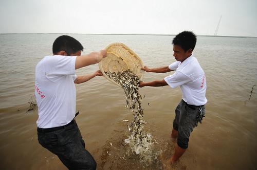 7月12日,漁政工作人員在江西永修縣吳城鎮(zhèn)向鄱陽湖投放魚苗。當(dāng)日,農(nóng)業(yè)部與江西、湖北、湖南、安徽、江蘇五省聯(lián)合啟動(dòng)長(zhǎng)江中下游漁業(yè)資源修復(fù)活動(dòng)。共設(shè)置101個(gè)放流點(diǎn),放流青、草、鰱、鳙等重要經(jīng)濟(jì)魚類約13億尾,種植水草13.5萬畝,底播貝類2100萬粒。今年春夏之際的特大干旱造成長(zhǎng)江中下游天然水生生物資源、水域生態(tài)環(huán)境遭受嚴(yán)重破壞。為修復(fù)受損漁業(yè)資源和水生生態(tài),今年以來,五省已舉辦各類增殖放流活動(dòng)200余次,放流經(jīng)濟(jì)魚類苗種達(dá)17.65億尾。新華社記者 周密 攝