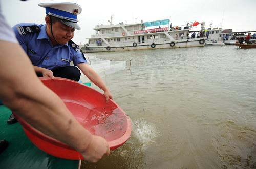 7月12日,工作人員在江西永修縣吳城鎮(zhèn)向鄱陽湖投放珍貴的胭脂魚魚苗。 當(dāng)日,農(nóng)業(yè)部與江西、湖北、湖南、安徽、江蘇五省聯(lián)合啟動(dòng)長(zhǎng)江中下游漁業(yè)資源修復(fù)活動(dòng)。共設(shè)置101個(gè)放流點(diǎn),放流青、草、鰱、鳙等重要經(jīng)濟(jì)魚類約13億尾,種植水草13.5萬畝,底播貝類2100萬粒。今年春夏之際的特大干旱造成長(zhǎng)江中下游天然水生生物資源、水域生態(tài)環(huán)境遭受嚴(yán)重破壞。為修復(fù)受損漁業(yè)資源和水生生態(tài),今年以來,五省已舉辦各類增殖放流活動(dòng)200余次,放流經(jīng)濟(jì)魚類苗種達(dá)17.65億尾。新華社記者 周密 攝
