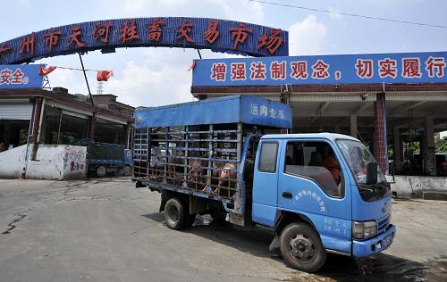 一輛運(yùn)生豬的小貨車(chē)在廣州市天河牲畜交易市場(chǎng)里行駛(7月8日攝)。新華社記者 陳曄華 攝