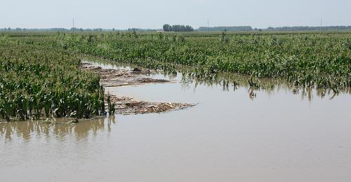 大雨引發(fā)的洪水淹沒(méi)了內(nèi)蒙古通遼市開(kāi)魯縣境內(nèi)的玉米田(7月31日攝)。從7月中旬開(kāi)始,內(nèi)蒙古中東部地區(qū)的呼倫貝爾市、興安盟、通遼市、赤峰市和錫林郭勒盟連續(xù)出現(xiàn)降雨天氣,局部地區(qū)出現(xiàn)連續(xù)的大到暴雨天氣。連續(xù)的降雨使原本干旱的內(nèi)蒙古中東部地區(qū)的草原、森林、農(nóng)田以及急劇下降的地下水位和大批干涸的水庫(kù)得到了及時(shí)的水量補(bǔ)充。但是這次連續(xù)降雨也使局部地區(qū)出現(xiàn)了洪水沖毀農(nóng)田和村舍的災(zāi)害,暴露了內(nèi)蒙古中東部地區(qū)水利設(shè)施陳舊、配套設(shè)施不足、泄洪渠道不足等問(wèn)題。新華社記者 李欣 攝