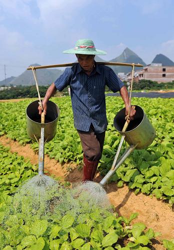 8月23日,大化縣龍著移民新村的一位農(nóng)民在挑水澆菜。近年來,廣西大化瑤族自治縣政府積極組織巖灘庫區(qū)的閑置勞動力開荒墾土,大力發(fā)展蔬菜種植。目前,全縣種植的蔬菜面積已達到3.4萬畝,不僅解決了當?shù)厥絽^(qū)群眾的蔬菜供給問題,還遠銷南寧、廣州等地,種植蔬菜的移民人均年收入可達到4000多元。新華社記者 張愛林 攝