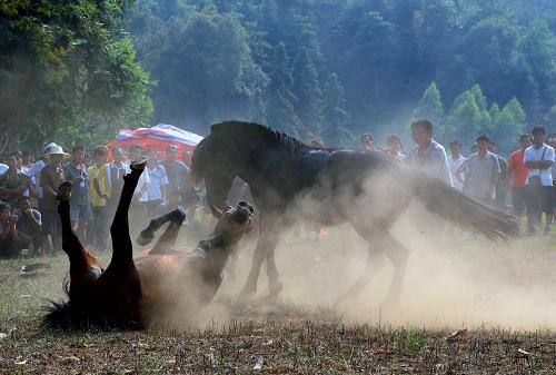 9月13日,在廣西融水香粉鄉(xiāng)古龍坡舉行的斗馬比賽中,一匹賽馬把對手斗倒在地,塵土四起。當日,廣西融水苗族自治縣群眾歡度傳統(tǒng)節(jié)日“古龍坡會”,舉行斗馬比賽慶豐收。據(jù)了解,當?shù)氐?#8220;古龍坡會”分別在每年農歷正月十六和八月十六舉行,前者祈豐收,后者慶豐收。新華社發(fā)(龍濤 攝)