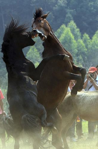 9月13日,在廣西融水香粉鄉(xiāng)古龍坡舉行的斗馬比賽中,兩匹賽馬激烈爭斗。當日,廣西融水苗族自治縣群眾歡度傳統(tǒng)節(jié)日“古龍坡會”,舉行斗馬比賽慶豐收。據(jù)了解,當?shù)氐?#8220;古龍坡會”分別在每年農歷正月十六和八月十六舉行,前者祈豐收,后者慶豐收。新華社發(fā)(龍濤 攝)