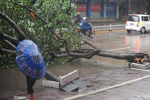 9月29日早晨,海南瓊海街頭,一位市民撐傘頂風(fēng)冒雨從倒地的行道樹旁經(jīng)過(guò)。 臺(tái)風(fēng)“納沙”挾風(fēng)暴潮步步逼近粵瓊交界,并可能于29日下午到夜間在廣東到海南之間沿海地區(qū)登陸。海南省氣象臺(tái)已發(fā)布臺(tái)風(fēng)紅色預(yù)警。 據(jù)了解,受“納沙”影響,海南多地29日至30日將有暴雨到大暴雨,局部地區(qū)有特大暴雨。29日凌晨4時(shí)許,海南省瓊海市開始刮起陣陣強(qiáng)風(fēng),目前風(fēng)力在不斷升級(jí),街道上不少樹木被連根拔起。新華社發(fā)(蒙鐘德 攝)