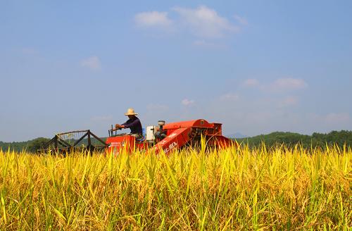 10月17日,在江西省靖安縣香田鄉(xiāng)吉洛村,一名農(nóng)民用收割機(jī)收割晚稻。 金秋時(shí)節(jié),江西各地農(nóng)民抓緊晴好天氣,搶收已成熟中晚稻。今年,江西省實(shí)施“一增四推”措施,適度增加大田用種量,推廣節(jié)本增效、測土配方施肥、綠色防控、機(jī)械化生產(chǎn)等技術(shù),確保中晚稻豐收。新華社發(fā)(徐仲庭 攝)