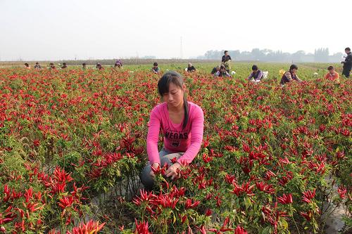 10月18日,河北成安縣農(nóng)民在田間摘辣椒。河北省成安縣長(zhǎng)巷鄉(xiāng)千畝辣椒進(jìn)入收獲季節(jié),當(dāng)?shù)剞r(nóng)民抓緊時(shí)間摘、曬辣椒,一派紅紅火火的豐收景象。據(jù)了解,今年當(dāng)?shù)馗衫苯菲骄€產(chǎn)達(dá)310公斤,按每公斤16元算,每畝收入接近5000元。新華社發(fā)(?;?攝)