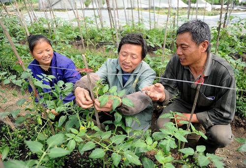 4月10日,農(nóng)技人員肖火根(中)在江西吉安市吉州區(qū)禾埠鄉(xiāng)長豐村指導(dǎo)當(dāng)?shù)剞r(nóng)民管理大棚蔬菜。為加快春耕備耕生產(chǎn)步伐,強化先進(jìn)適用農(nóng)業(yè)技術(shù)的推廣,促進(jìn)農(nóng)業(yè)增效、農(nóng)民增收,江西已組織萬名農(nóng)技人員送科技下鄉(xiāng)。 新華社記者 周科 攝