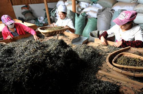 云南省普洱市鎮(zhèn)沅彝族哈尼族拉祜族自治縣恩樂鎮(zhèn)復(fù)興村的幾名拉祜族婦女在茶廠內(nèi)將春茶中的枯枝和雜草分揀出來(4月25日攝)。近期,云南省普洱市的大小茶園進(jìn)入了春茶采摘的繁忙時(shí)期,茶農(nóng)們紛紛來到茶園內(nèi)勞作。普洱市是聞名中外的普洱茶主產(chǎn)地。近年來,普洱市通過茶園改造、茶園管理、科技攻關(guān)等環(huán)節(jié)的提升,不斷推進(jìn)茶產(chǎn)業(yè)的提質(zhì)增效,實(shí)現(xiàn)了茶產(chǎn)業(yè)的穩(wěn)定持續(xù)增長。目前,普洱全市的茶園面積已達(dá)330多萬畝。茶產(chǎn)業(yè)已經(jīng)發(fā)展為覆蓋全市所有鄉(xiāng)鎮(zhèn)、涉及茶農(nóng)23萬戶、從業(yè)人員達(dá)113萬人的特色支柱產(chǎn)業(yè),茶葉也成為當(dāng)?shù)剞r(nóng)村群眾增收致富的主要經(jīng)濟(jì)作物。新華社記者 藺以光 攝