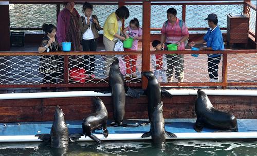 1月30日,游客在國(guó)家5A級(jí)旅游景區(qū)海南分界洲島旅游區(qū)給海豹喂食。新華社記者 趙穎全 攝