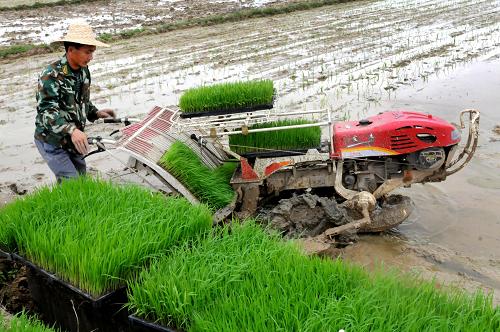 4月8日,在廣西上思縣思陽鎮(zhèn)昌墩村,當?shù)卮迕窭貌逖頇C將“育秧工廠”培育的無土秧苗插到水田里。新華社發(fā)(梁富盈 攝)